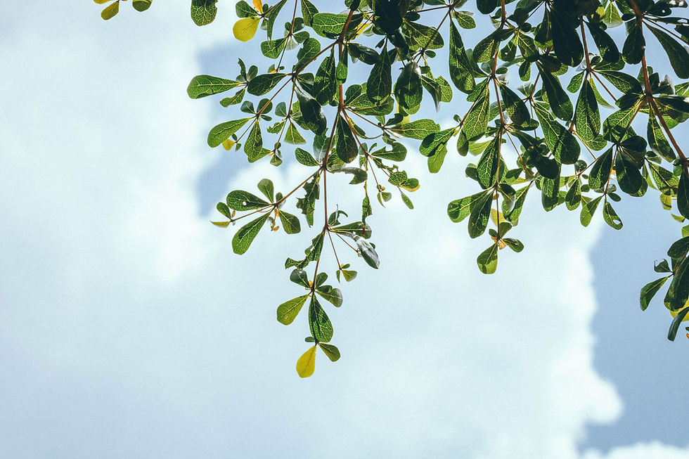 Green Leaves View