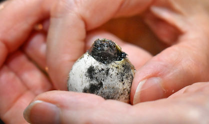 Hatching Snapping Turtle.jpeg