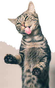 Süße Katze mit rosa Zunge leckt am Fenster