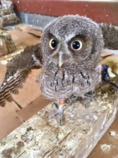 スピックスコノハズクのヒナ