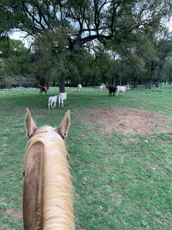 creo cows sep19.jpeg