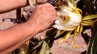 Hand Pruning Pitahaya