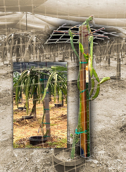 Dragon-Fruit-Vine-Trellis-Inset.jpg