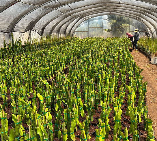 Hothouse Number 1.jpg