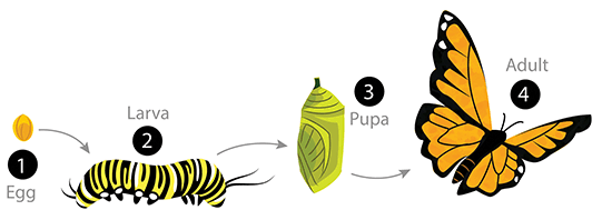 complete-metamorphosis.gif