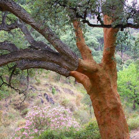 cork oak tree