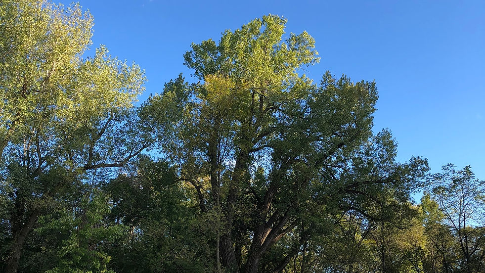 Images from left to right: May Ling Kopecky Self Portrait - Multiple Sclerosis and My Body, 2022 colored pencil, ink, and graphite on Dura-Lar and graph paper; 71" x 30" ︎︎︎Image description: The portrait of a woman with brown hair is made of drawings of various parts of her body created using various techniques. Next to each drawing is a description of the portaied symptoms. Benjamin Merrit Care is, 2020 etching, aquatint, drypoint, sugarlift, spitbite; image 18 x 24”, full sheet 22 x 30” ︎︎︎Image description: One black and white print, consisting of “care is” written in white on the top half, and a white rectangle on the bottom half. The text is sitting on a dark field of texture and gestural marks, the blank rectangle consists of faint texture. Kym McDaniel Screenshot from Exit Strategy #1, Exit Strategies Series, 2017-2021 video series; 40:23 min ︎︎︎Image description: Silver spoons arranged on a table