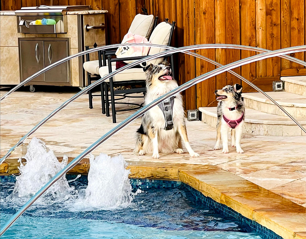 Pool LED Water Spouts with Dog