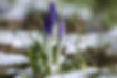 Crocus in Snow