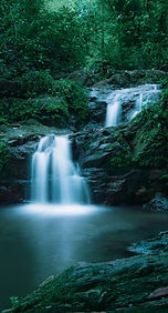 rainforest.jpeg