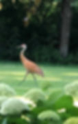 Sandhill Crane