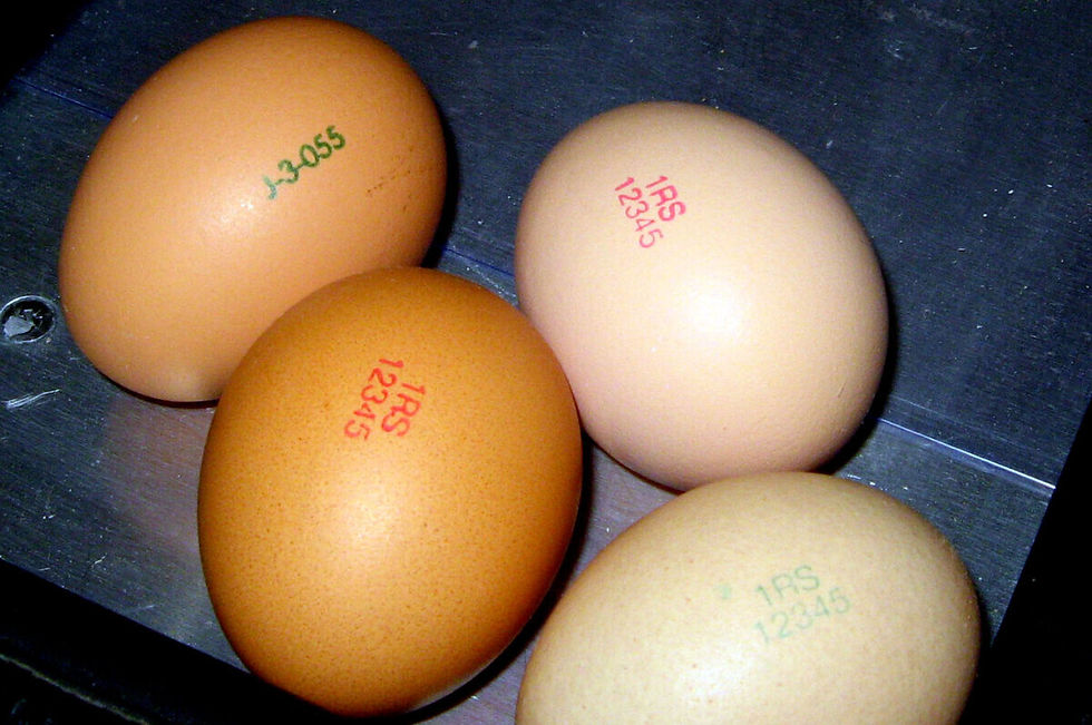 Znate li šta znače oznake na jajima?