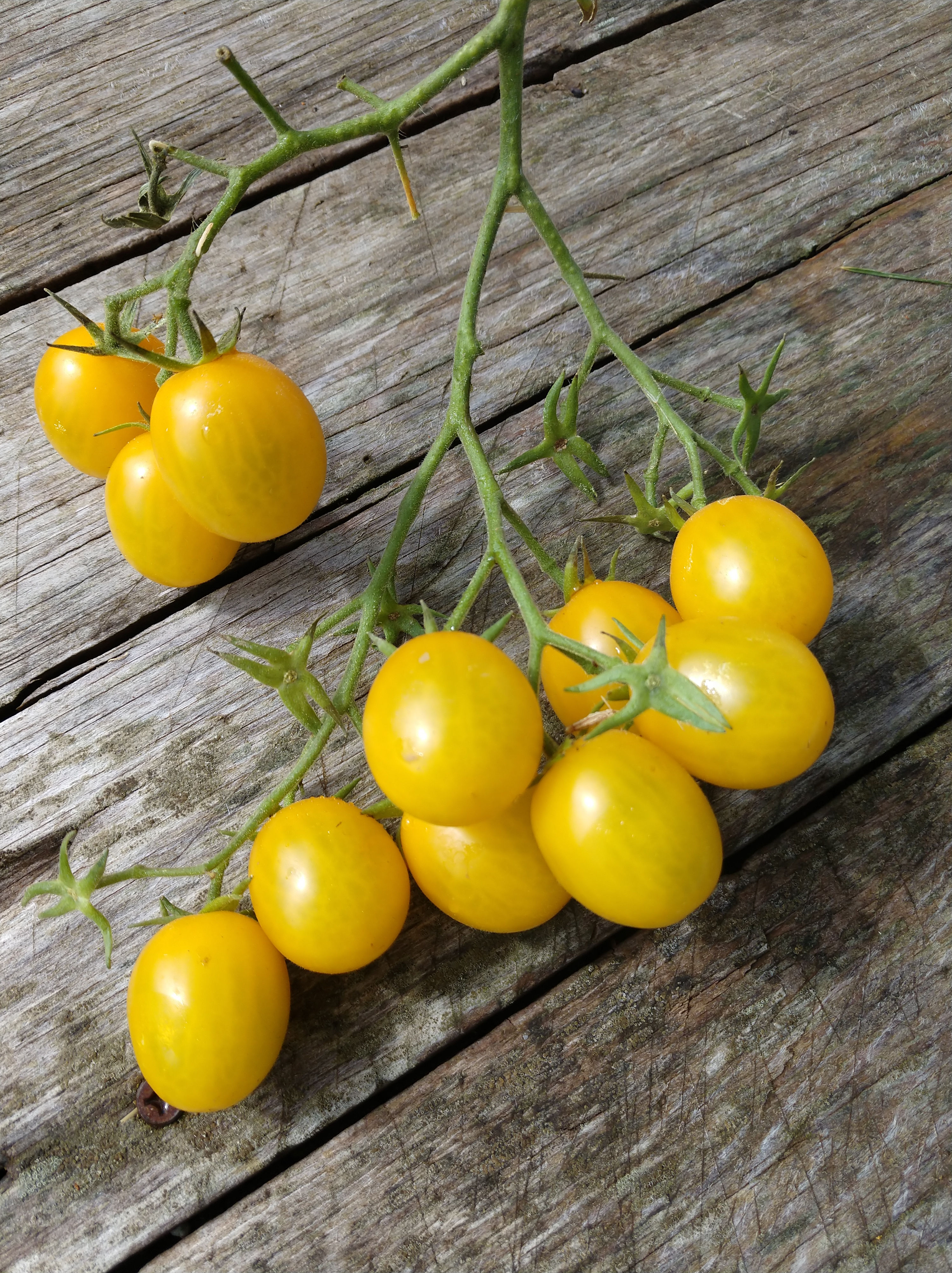 Cherry Tomato- Yellow
