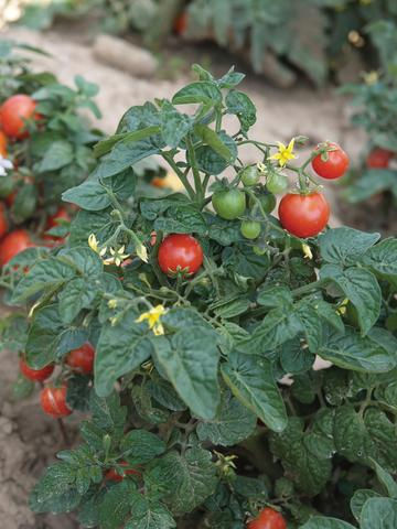 Cherry Tomato- Tiny Tim (Dwarf Variety)