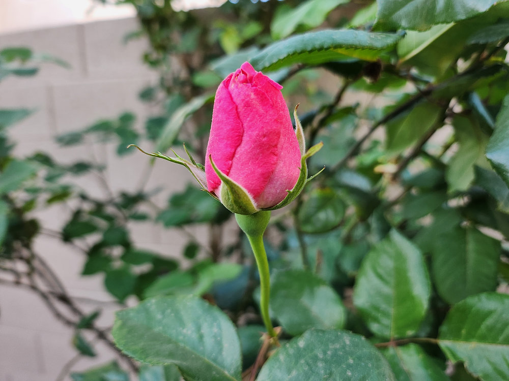 Roses for Mother's Day