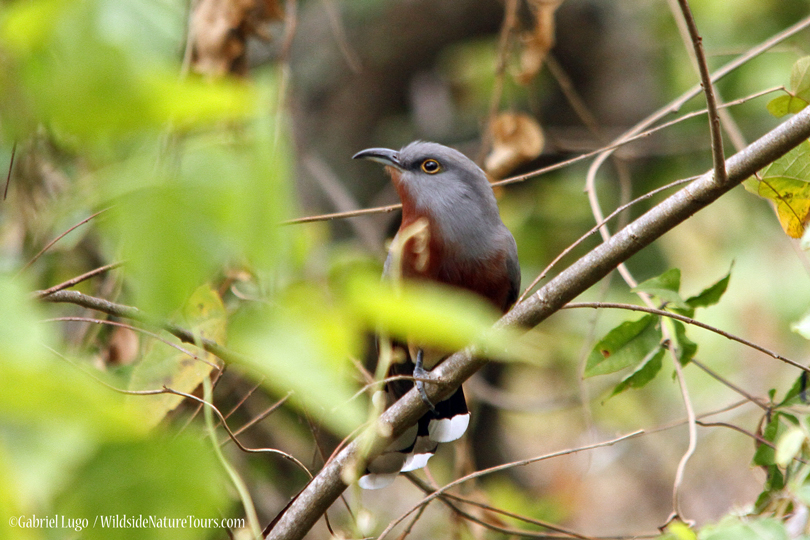 Bay-breasted-Cuckoo-DR-IMG_1245