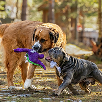 Pet and equine Photography