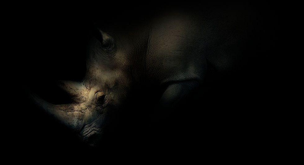 'Nocturne'