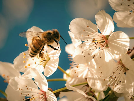 Conversando com... os adultos sobre simplicidade