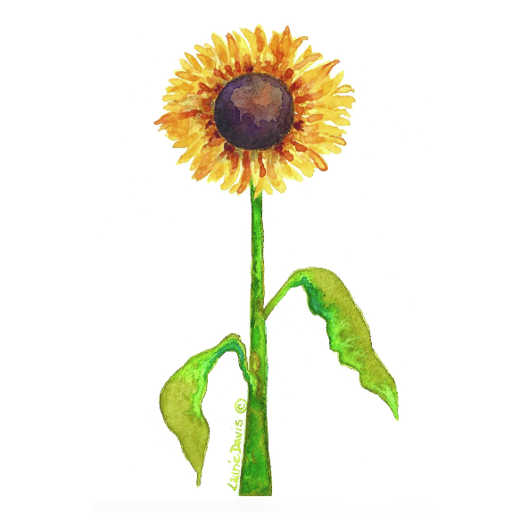 Thumbnail: Sunflowers - 6 Card Set