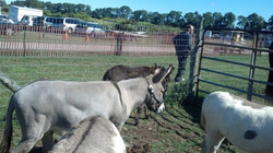 image (16).jpeg