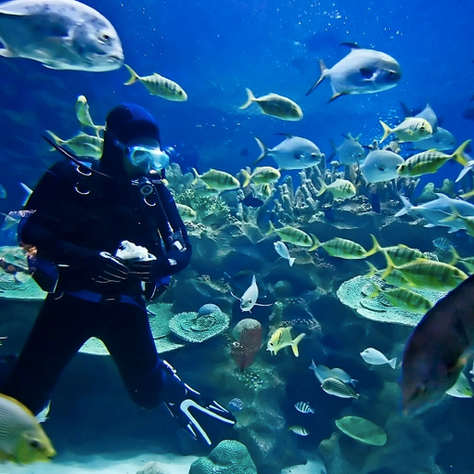Scuba Diving in Rhodes!