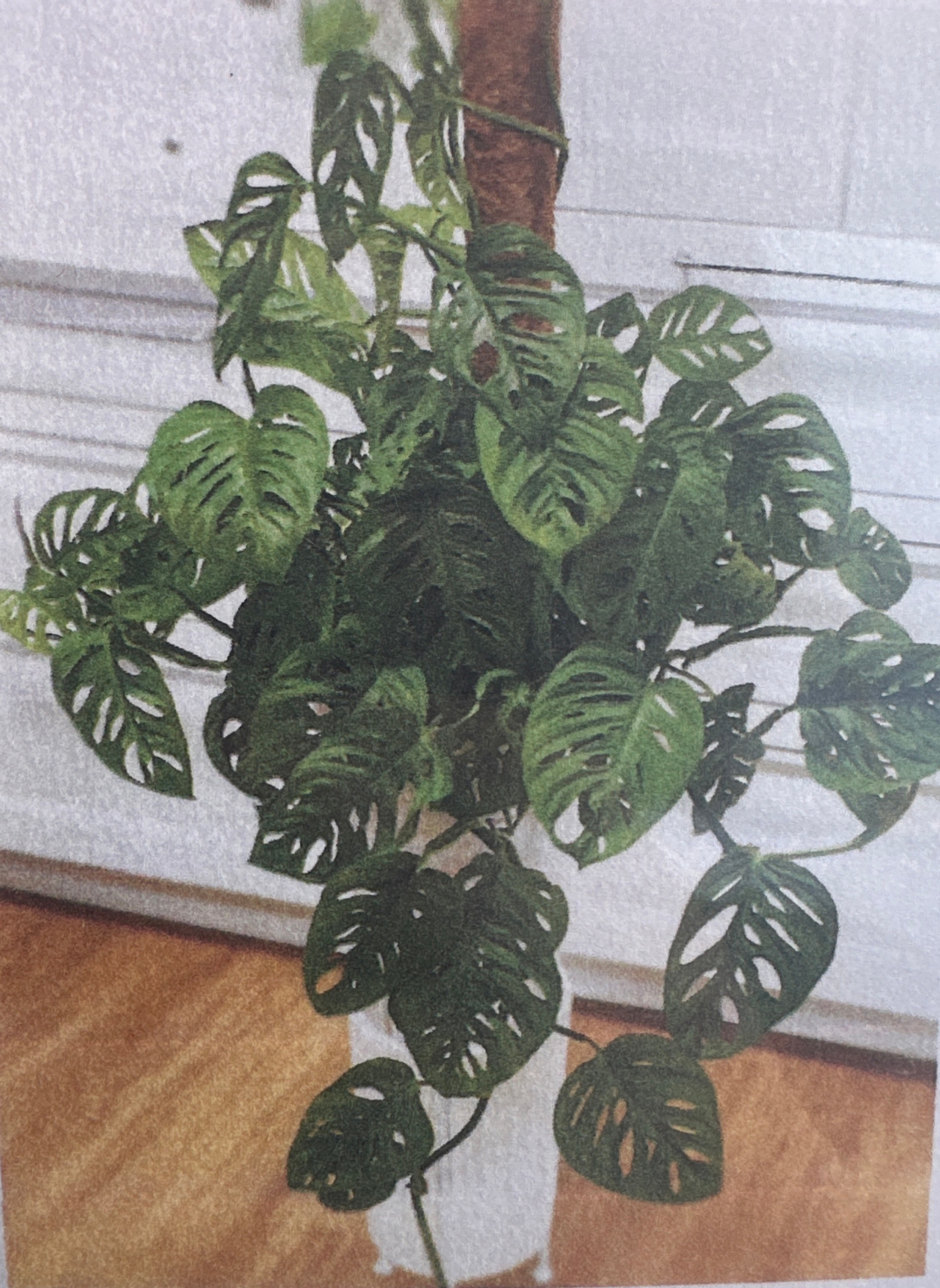 Swiss Cheese Philodendron