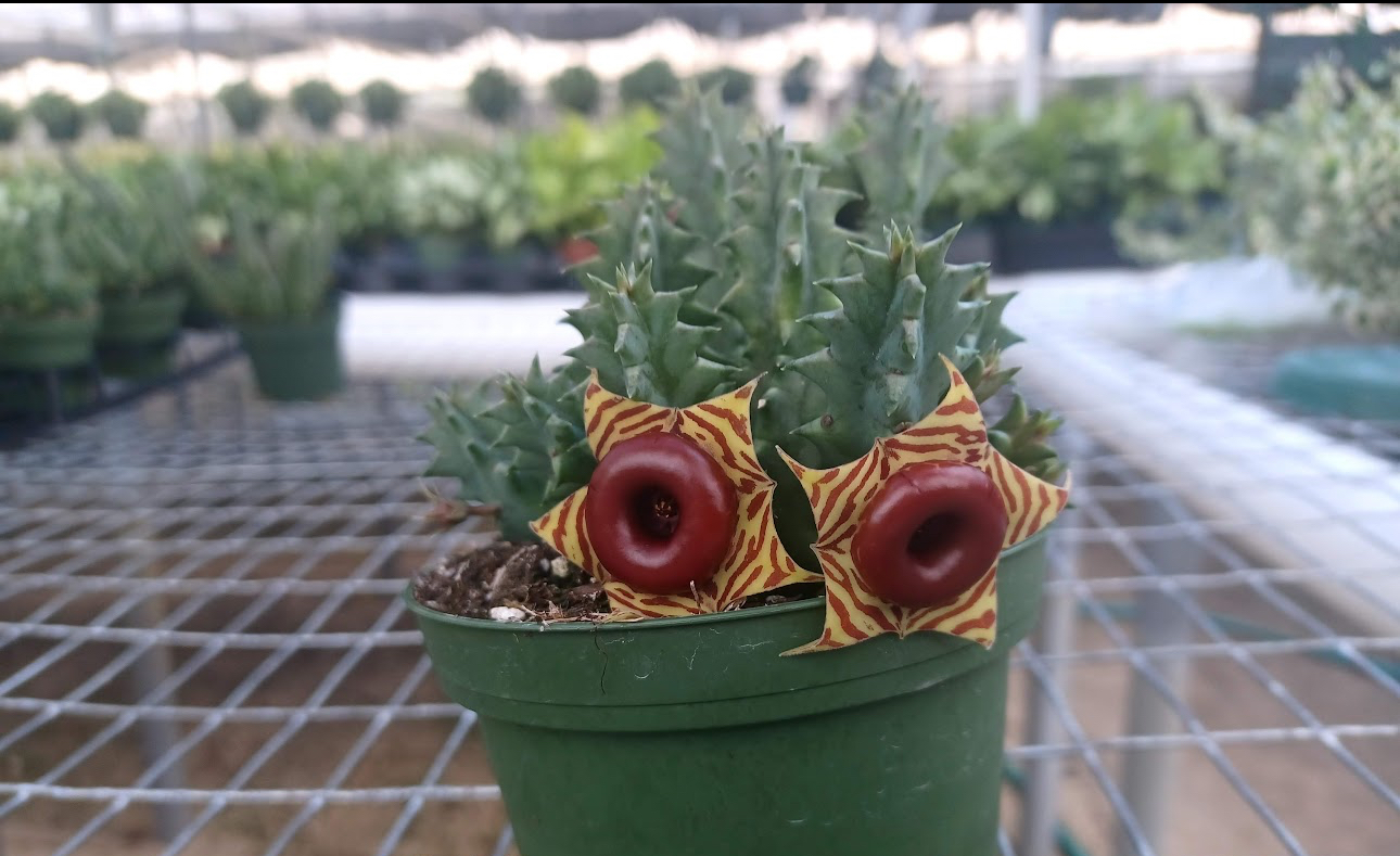 Lifesaver Cactus