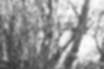 Button Grass Monochrome.jpg