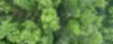 9836ae_2911517cf9f641d3bf8b1e3c422f2b0c~mv2.webp