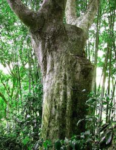 Agar tree, aloe