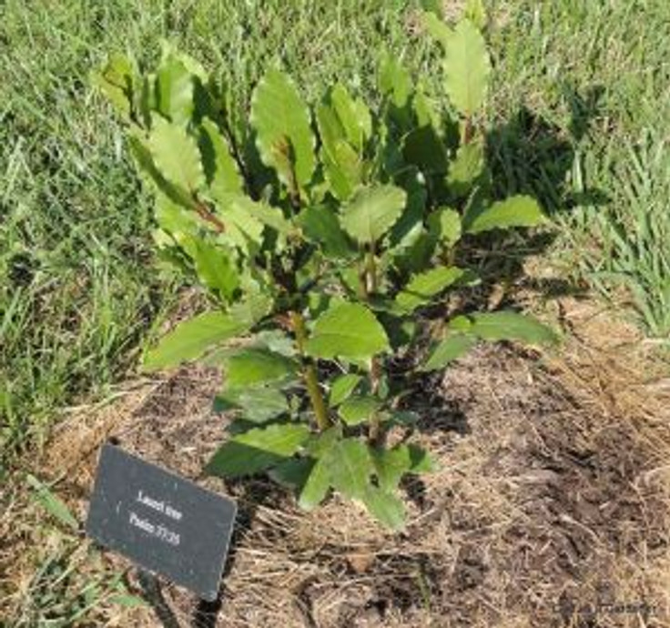 Laurus noblis