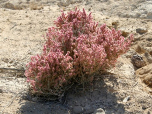 Jointed Anabis, Desert Thistle