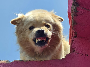 chien agressif