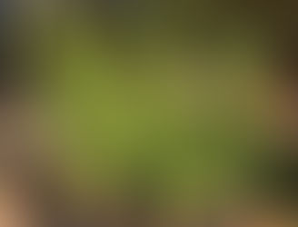 Arborvitae Tree Sale Benefits Charlestown Land Trust