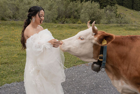 Bride with a cow at her elopement in the Swiss alps