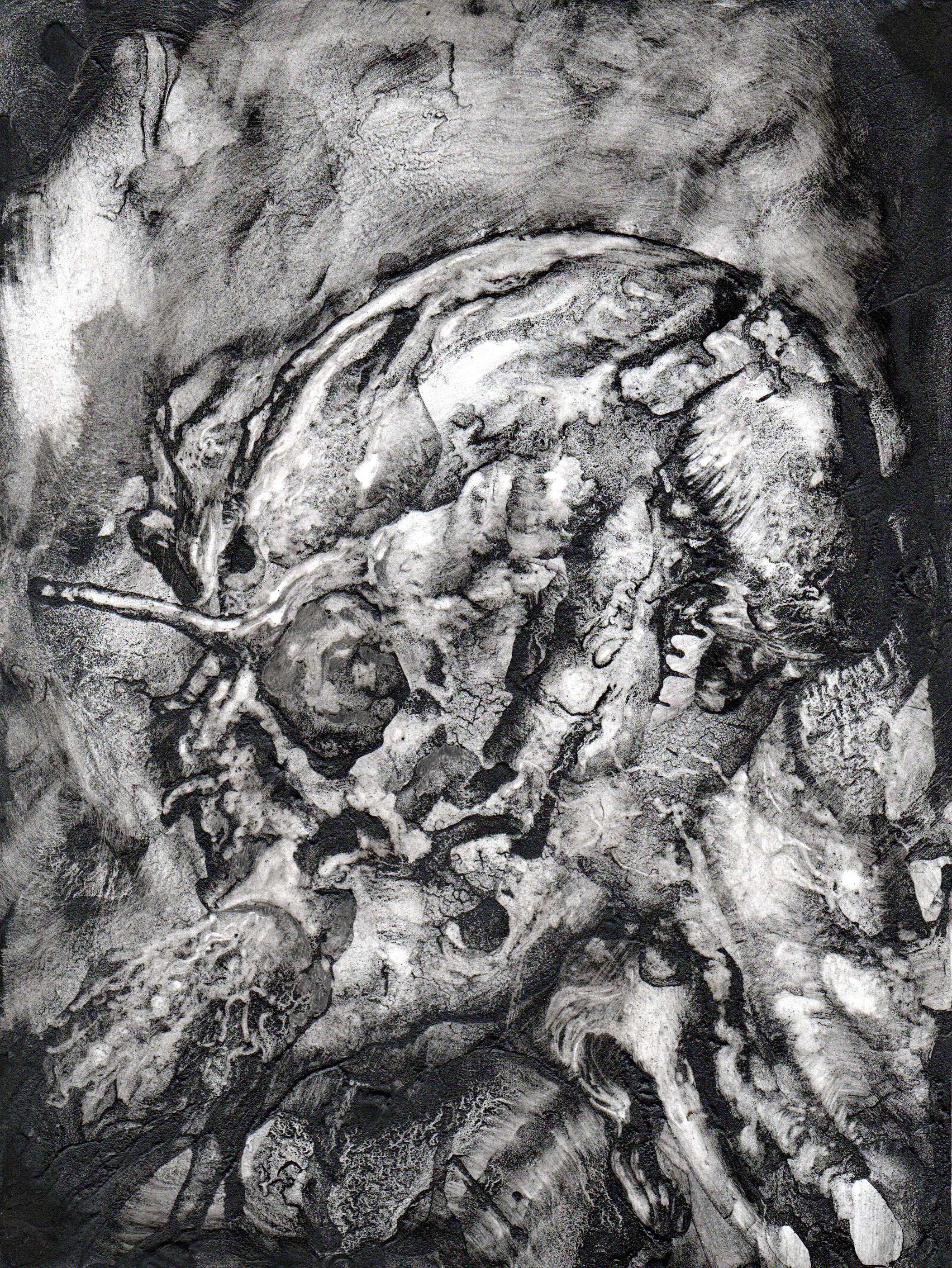 Insecto 1