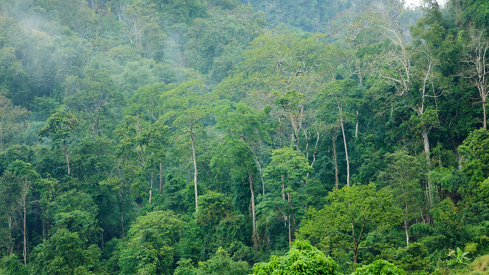 Rainforest (stock photo).png