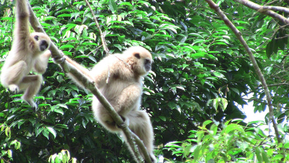 How Climate Change is Affecting Gibbons & the Devastating Impact of Habitat Destruction