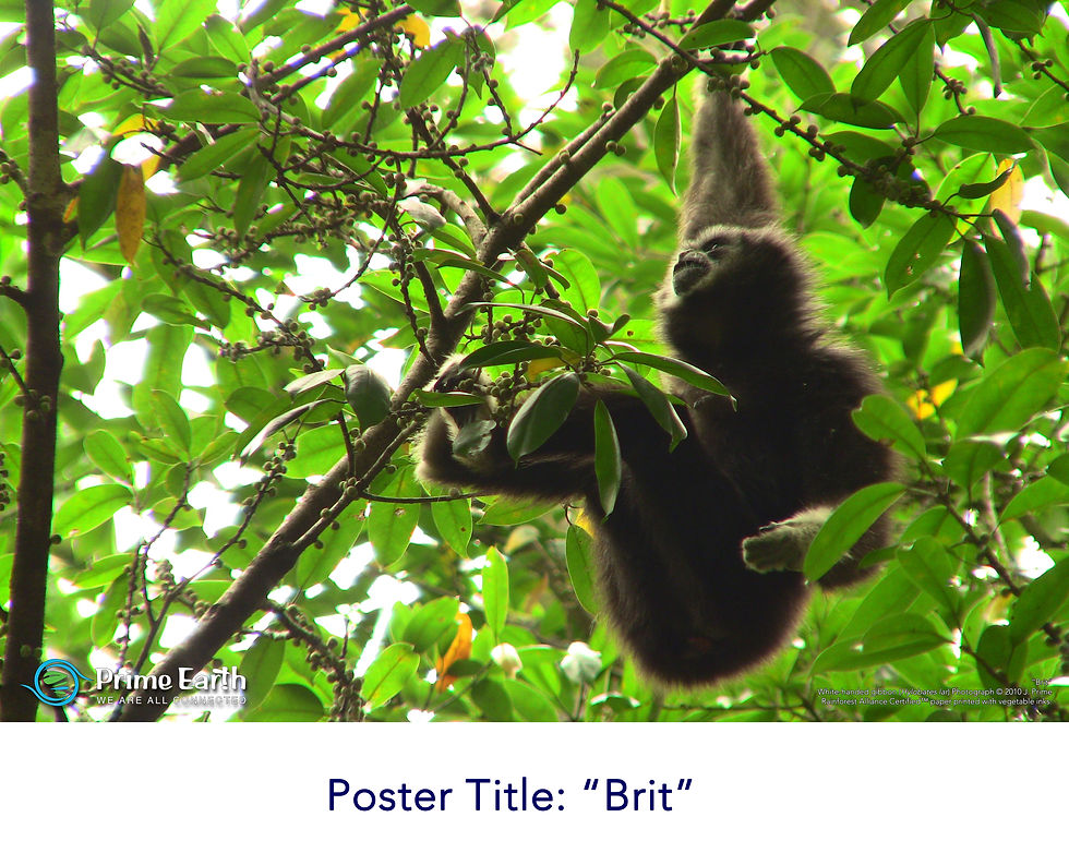 Thumbnail: Gibbon Poster - Choose Your Own Single Poster