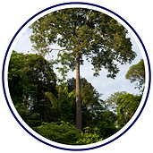 Brazil Nut Tree (Bertholletia excelsa).png