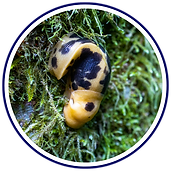 Banana Slug (Ariolimax columbianus).png