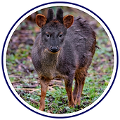 Southern Pudú (Pudu puda).png