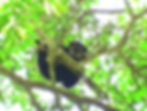 A gibbon looking down from a tree.