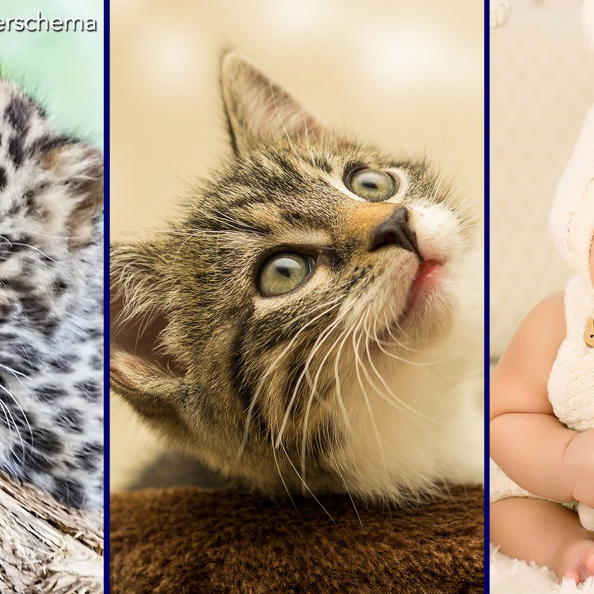 Adaptation in Action: Cat Domination and Kinderschema