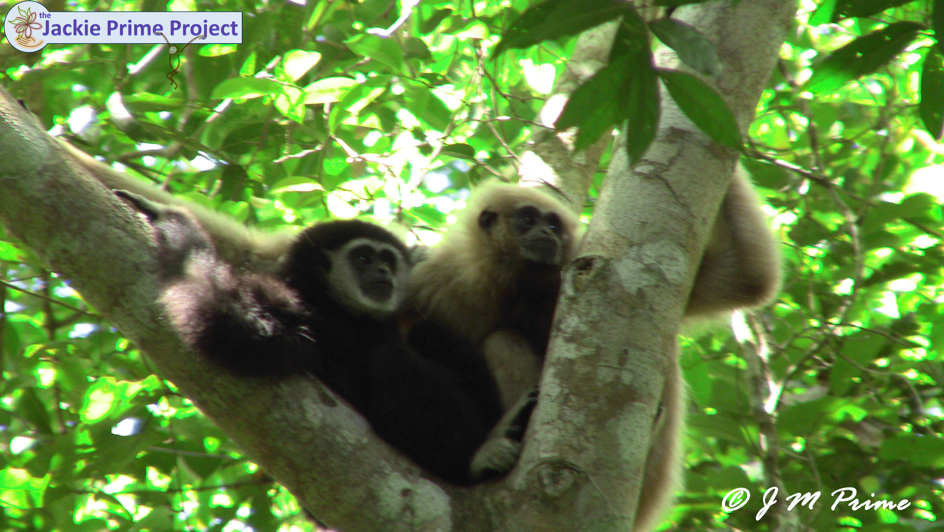 Chu&Andromeda copy.gif