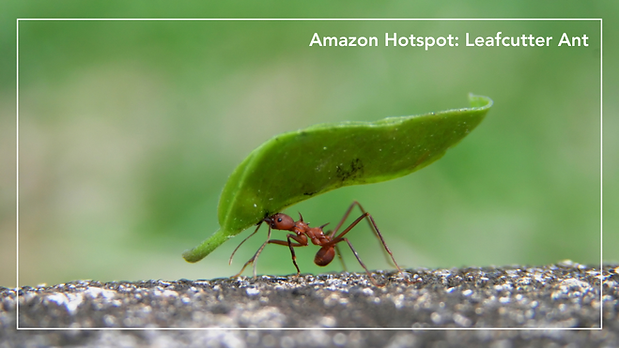 website photo files - landscape (Website).png