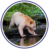 Spirit Bears (Ursus americanus kermodei).png
