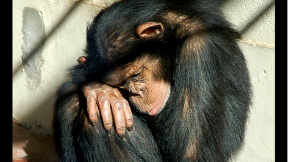 Primates Are Not Pets! Sign the Petition to Tell Google and Facebook to Stop Helping Traffickers!