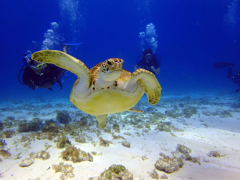 Top Marine Species to Spot While Scuba Diving in Cancun